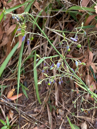 Dianella longifolia observed 2026-10-17
