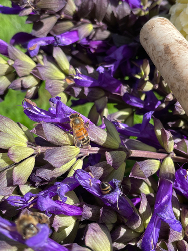 Western Honey Bee
