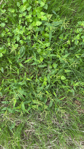 Urochloa reptans observed 2026-10-16