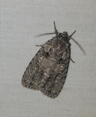 Acronicta retardata
