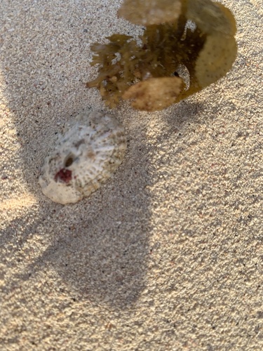 Diodora listeri observed 2026-10-11