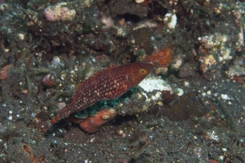 Oxycheilinus bimaculatus observed 2026-10-14