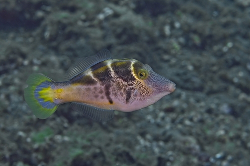 Paraluteres prionurus observed 2026-10-14