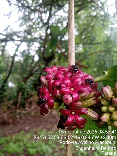 Ruehssia macrophylla, 2026-10-15