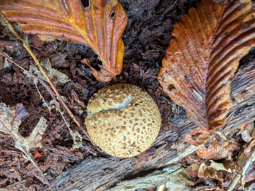 common earthball