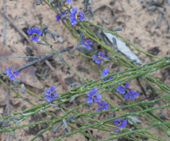Dampiera lanceolata lanceolata