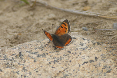 Lycaena phlaeas hypophlaeas
