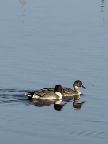 Northern Pintail