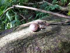 Quantula