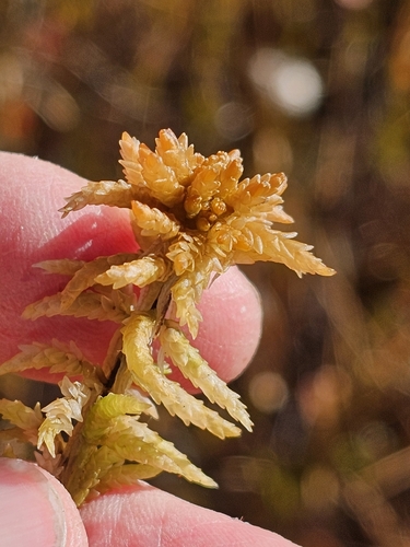 Sphagnum papillosum observed 2026-10-16