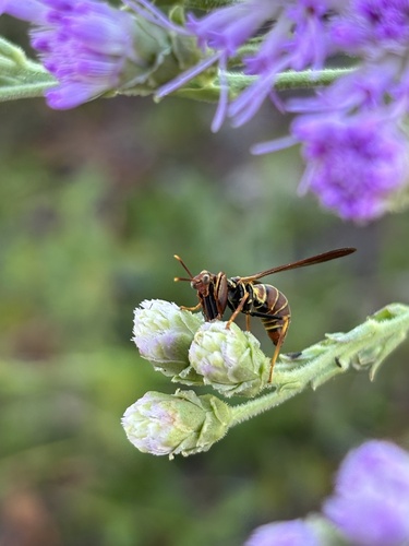 Brown Wasp Mantidfly