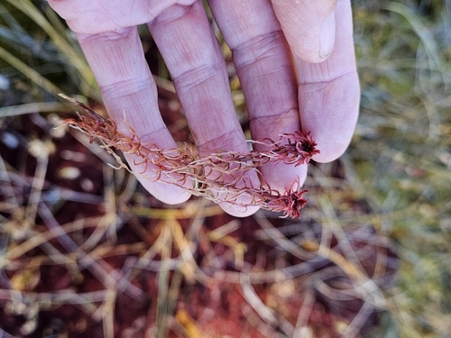 Sphagnum rubellum observed 2026-10-16