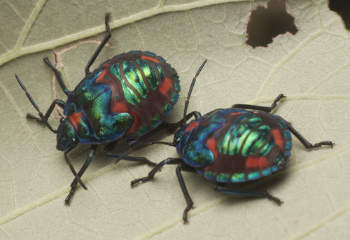 Hibiscus Harlequin Bug photo 3