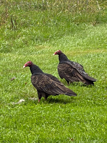 Turkey Vulture
