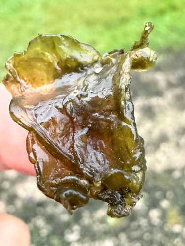 Star Jelly