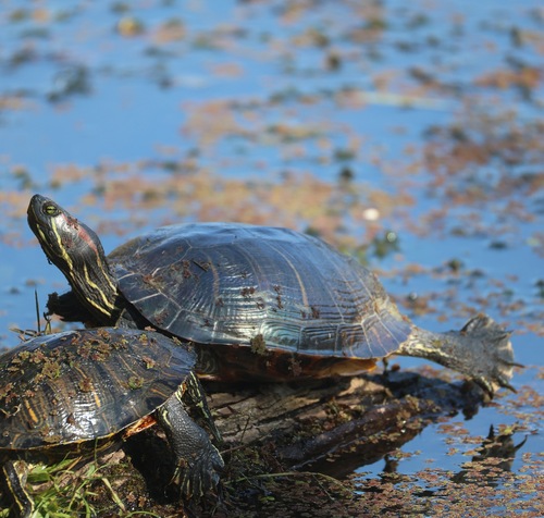 Red-eared Slider
