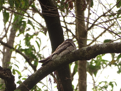 Chotacabras zumbón observed by dimasbirdlover