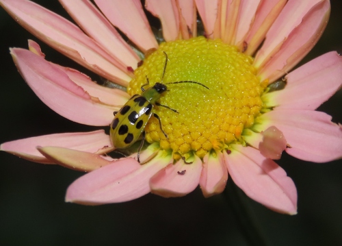 Spotted Cucumber Beetle