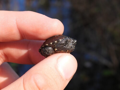 Eastern Musk Turtle observed by geosesarma