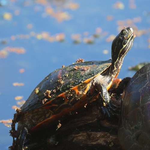 Northern Red-bellied Cooter