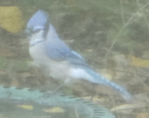Blue Jay