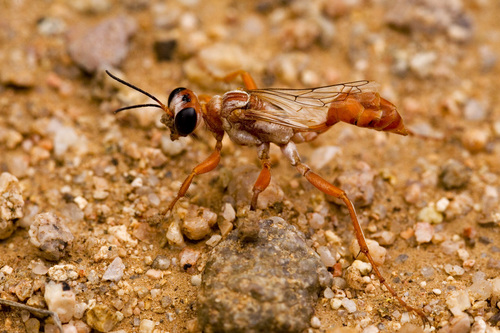 Prionyx foxi photo 3