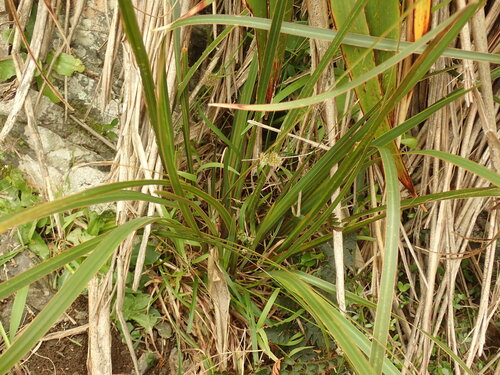 Libertia ixioides observed 2026-10-15