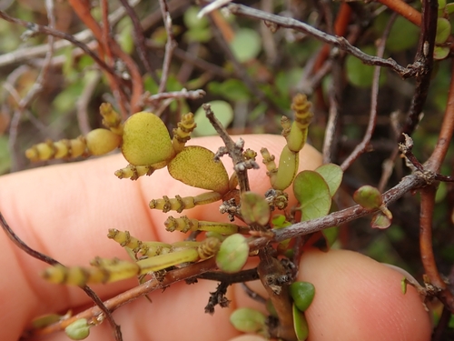 Korthalsella lindsayi observed 2026-10-15