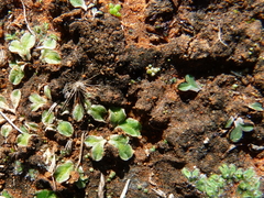 Ricciaceae