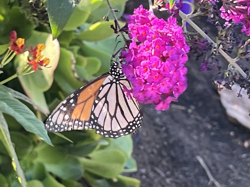 Monarch