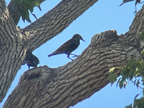 European Starling