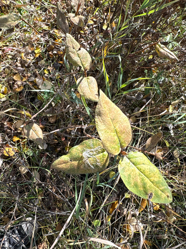 Shepherdia canadensis, 2026-10-16