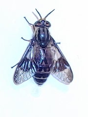 Chrysops vittatus