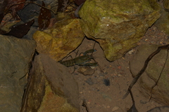 Cherax depressus