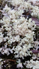 Pulchrocladia retipora