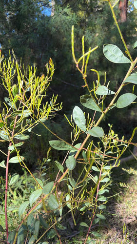 Acacia myrtifolia observed 2026-10-17