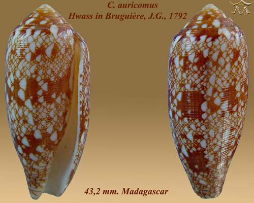Gold-leaf Cone (Conus auricomus) · iNaturalist