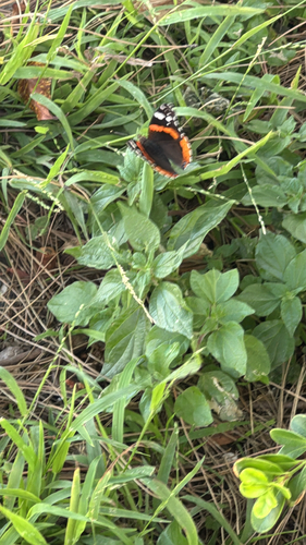 Red Admiral