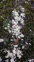 Pulchrocladia retipora