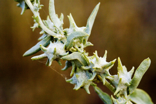 Tubercled saltbush (Atriplex acanthocarpa)