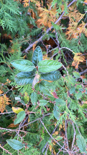 Shepherdia canadensis observed 2026-10-16