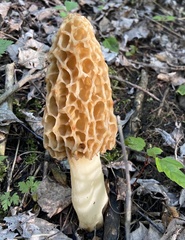Morchella americana