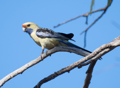 Platycercus elegans flaveolus