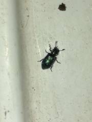 Necrobia violacea