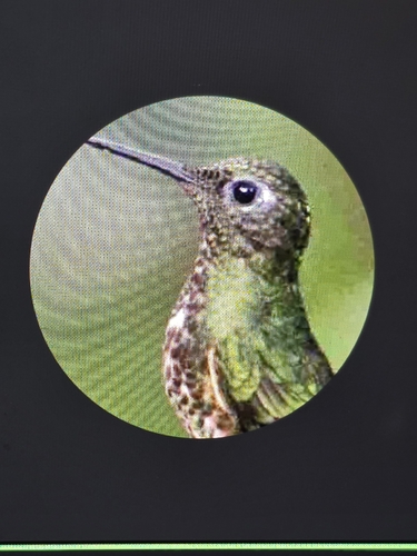 Ruby-throated Hummingbird