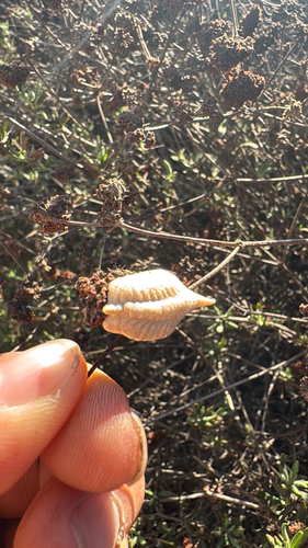 South African Mantis