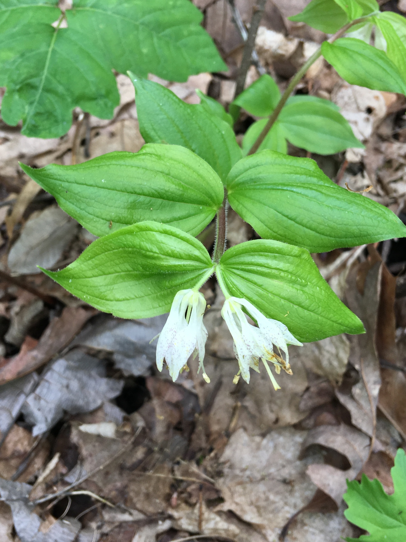 Prosartes