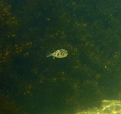 Contusus brevicaudus