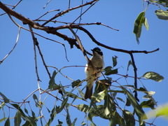Melithreptus gularis