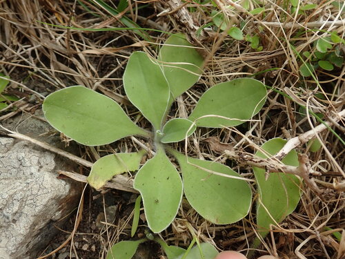 Craspedia uniflora observed 2026-10-15